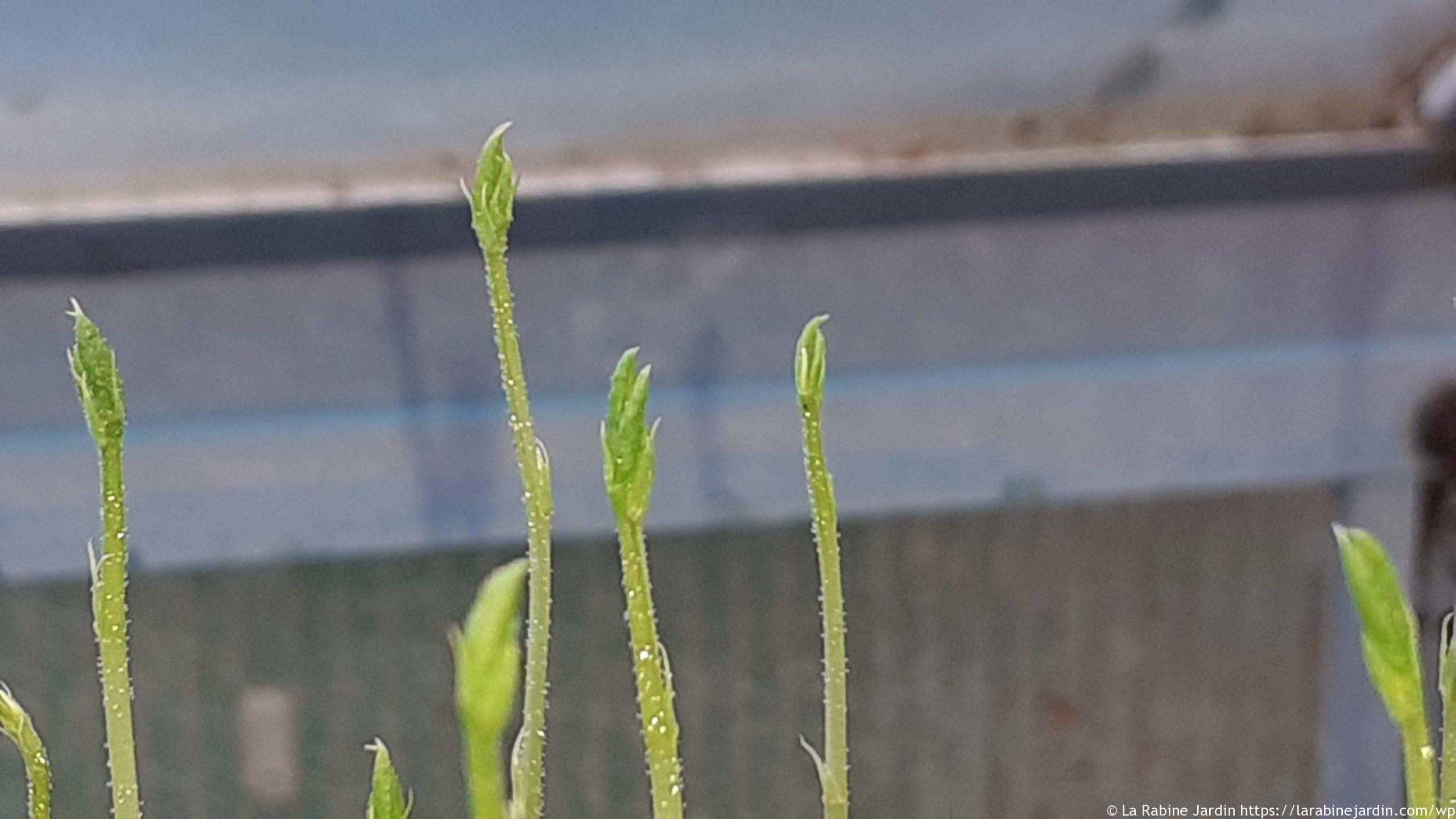 pea seedlings