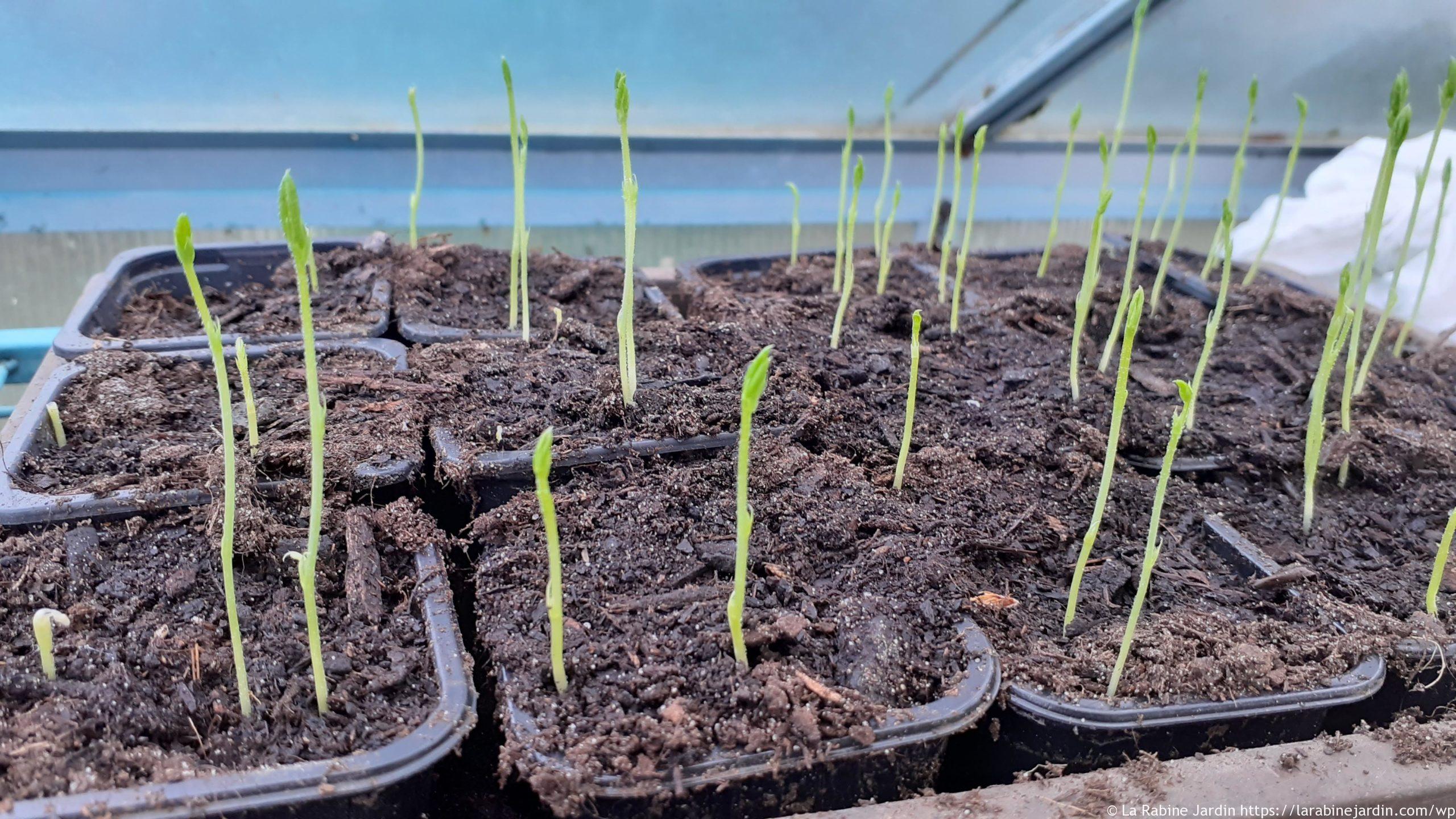 sweet-pea-seedlings-at-11-days-in-greenhouse-la-rabine-jardin-la